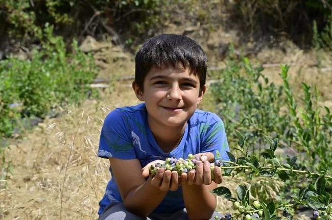 İzmir Ödemiş'te ilk mavi yemiş hasadı