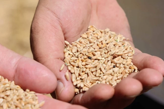 Antalya'da Halk Ekmek için buğday hasadı başladı