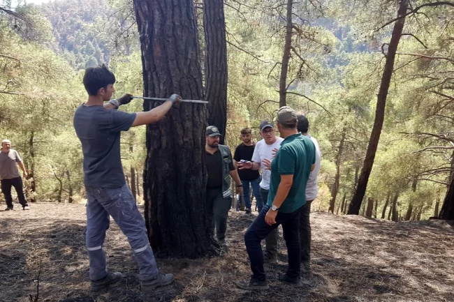Bursa'da yangınzede ormanlar yeniden yeşertiliyor