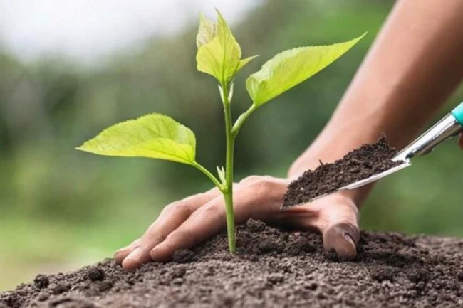 Ankaragücü taraftarlarından Bursa'ya 10 bin fidan desteği