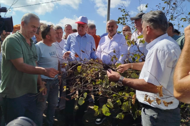 Sakarya'da fındık krizi uyarısı! Rekolte 449 bin tonun altında kalacak