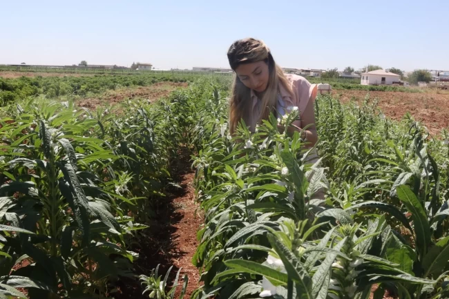 Urfa Susamı yeniden hayat buluyor