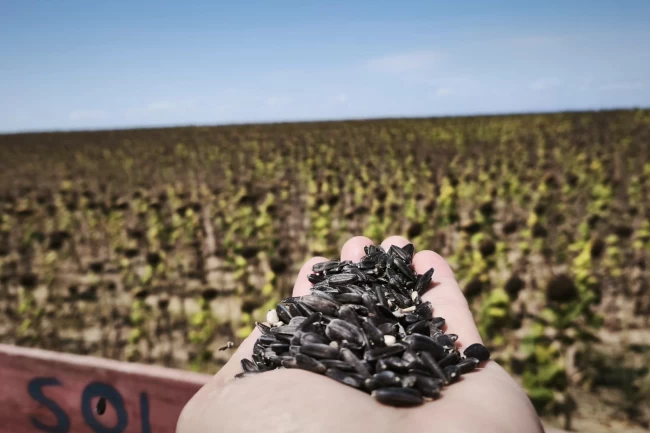 İpsala CHP'li Meclis Üyeleri: Ayçiçeğinde fiyat revize edilmeli