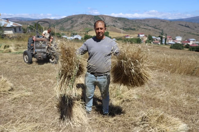Ordu'da siyez buğdayı üretimi yüzde 1500 arttı