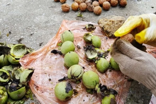 Karacabey TİGEM'den 400 bin kg ceviz hasadı ihalesi