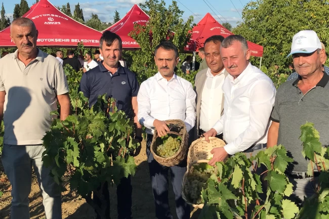 Kocaeli'de üzüm hasadı coşkuyla başladı