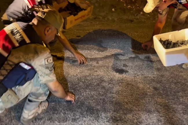 Samandağ'da yavru 'caretta caretta'lar Jandarma eliyle denize ulaştı