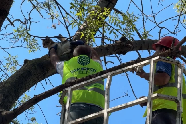İstanbul Bakırköy'de üç gündür mahsur kedi kurtarıldı