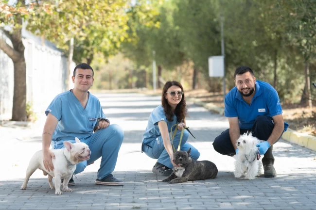 İzmir'de el konulan 20 cins köpek sahiplendirilecek