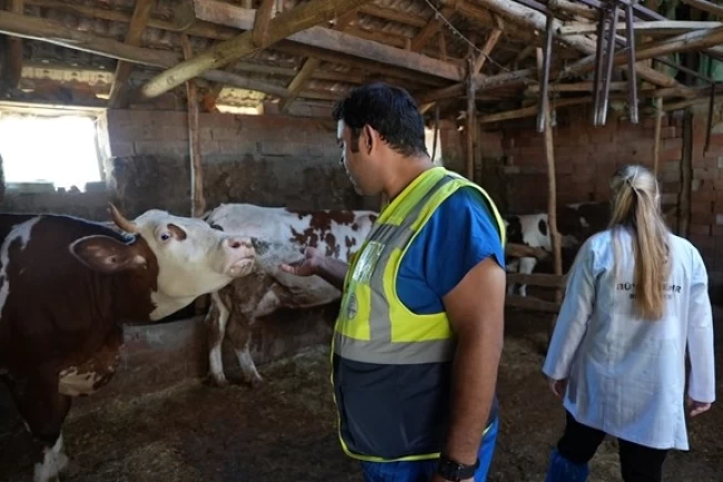Denizli Büyükşehir'den üreticilere ücretsiz veterinerlik desteği