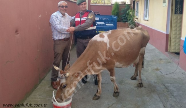ÇALINAN İNEĞİ JANDARMA BULDU..