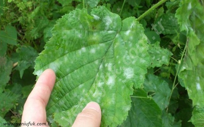 FINDIK’TA KÜLLEME HASTALIĞINA DİKKAT!