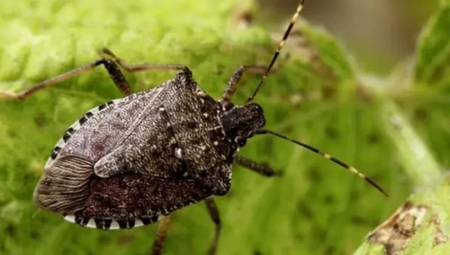 Zonguldak’ta Kahverengi Kokarca ile Mücadele Sürüyor