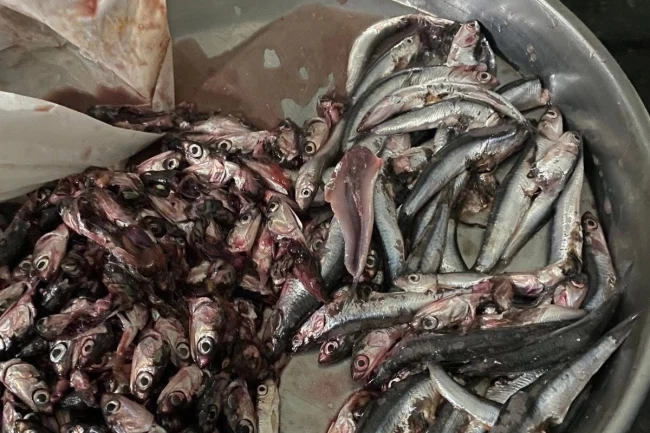 Akçakoca'da balık alan vatandaş poşetten çıkanlara şaşırdı!