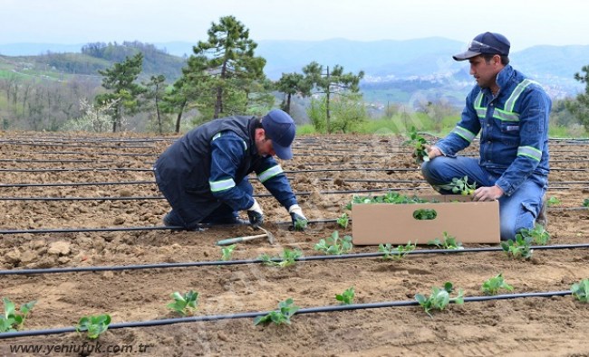 OSMANLI ÇİLEĞİNDE ŞİMDİ HASAT ZAMANI..