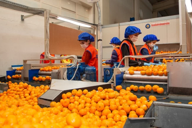 Satsuma mandalinanın yolculuğu 17 Ekim'de başlıyor