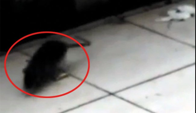 DEVLET HASTANESİNDE SKANDAL GÖRÜNTÜLER!..