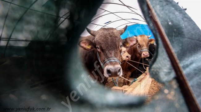 KURBANLIK FİYATLARI BELLİ OLDU..