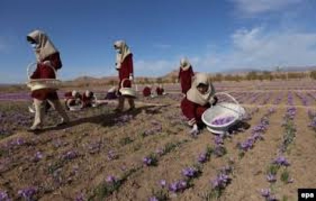 1 gramı 500 TL'ye satılıyor