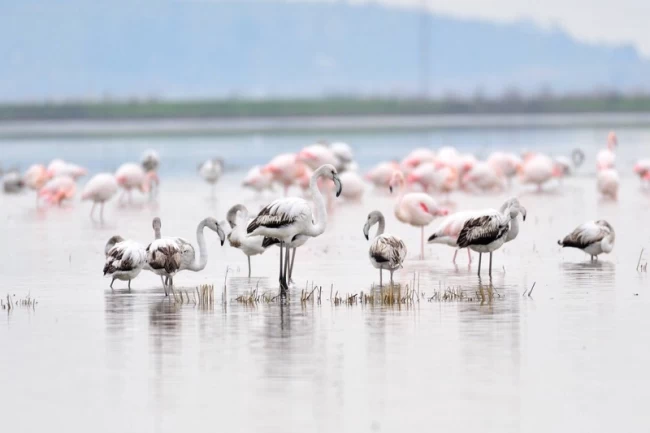 Keşan Kent Konseyi'nden Gala Gölü çağrısı: Doğanın kalbine türbin dikilmesin!