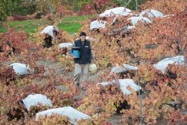 Kavacık'ın coğrafi işaretli üzümüne büyük ilgi