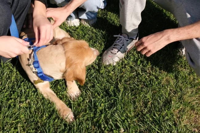 "Pati İzi" sokak hayvanlarına umut oluyor