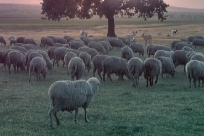 Küçükbaş ve sürü sağlığı ödemeleri artıyor!