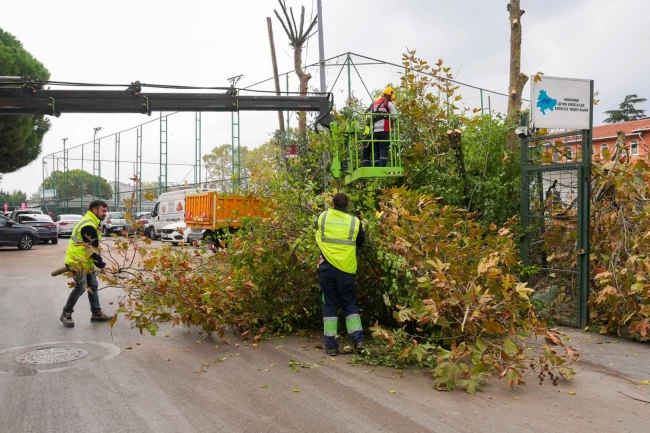 İstanbul Maltepe'de budama zamanı