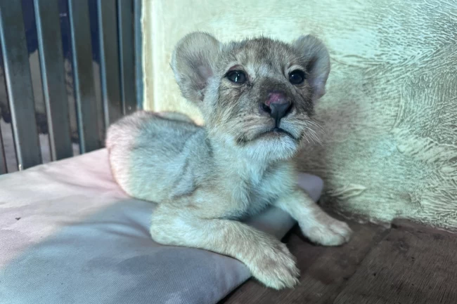 Tuzla'da kaçak aslan yavrusu kurtarıldı... Tedavisi Aslan Park'ta sürüyor