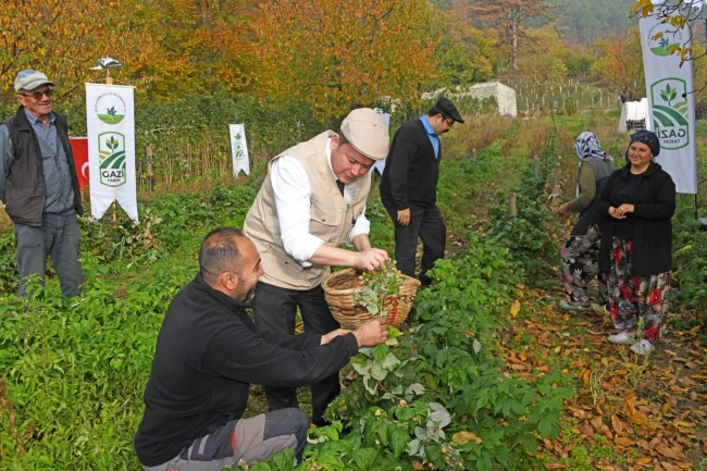 Bursa Osmangazi'de üzümsüz meyvelerde organik seferberlik... İlk hasat Başkan Aydın'dan