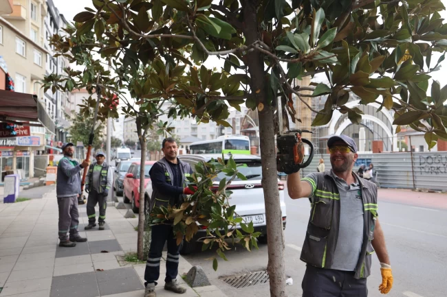 Çayırova'da mevsimlik budamalar başladı