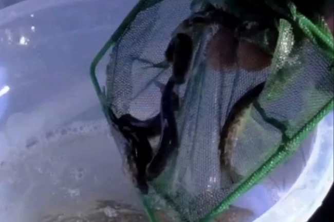 Kastamonu dereleri kırmızı benekli alabalıklarla yeniden can buldu