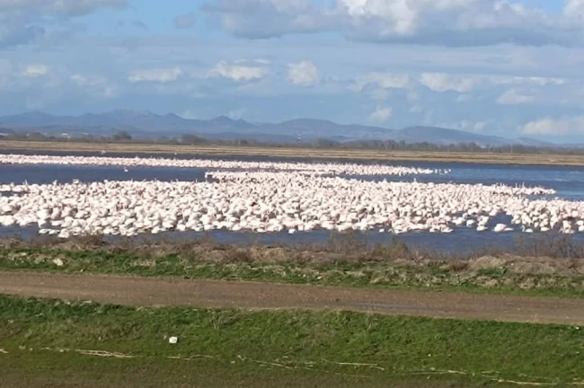 CHP'li Yazgan'dan TBMM'de Gala Gölü çağrısı!