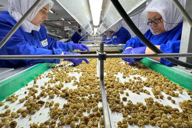 Çin'de organik sektörü 15 milyar dolarlık hacme ulaştı