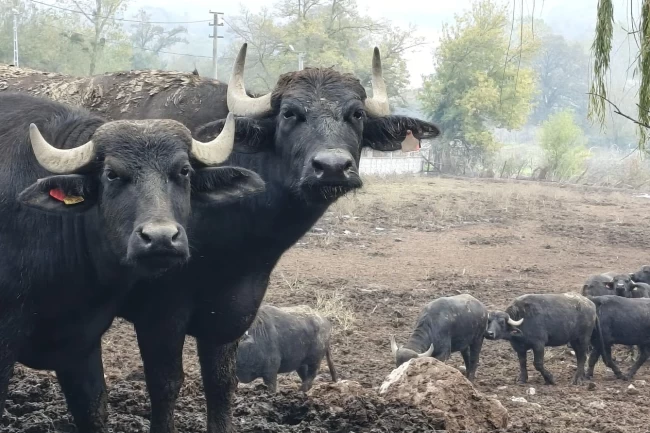 Kocaeli'de manda desteğiyle verim arttı