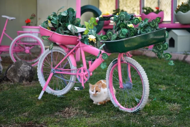 Kayseri Büyükşehir'den sokak kedilerine sıcacık yuva