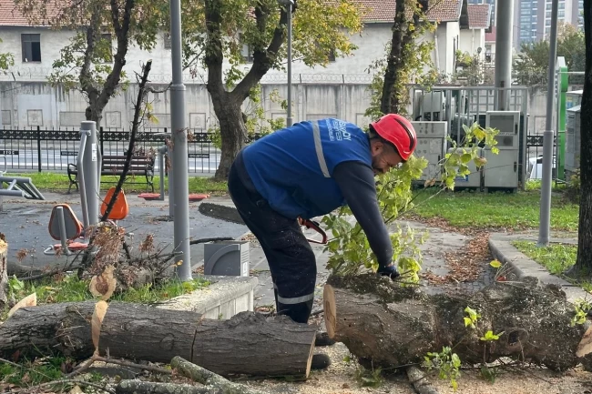İstanbul Bakırköy'de teke böceğine karşı etkin mücadele