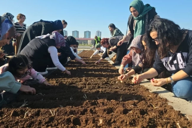 Diyarbakır Tıbbi ve Aromatik Bitkiler Atölyesi'nde safran ekimi