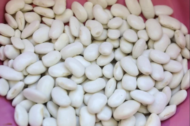 Mersin'de Leklek Fasulyesi yeniden hayat buluyor