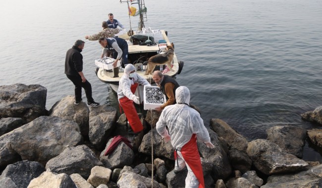 Kdz. Ereğli’de 16. Hamsi Festivali Ateşi Yandı: Halka 10 Ton Hamsi Dağıtıldı