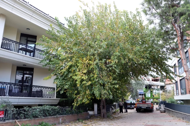 İstanbul Maltepe'de budama çalışmaları başladı