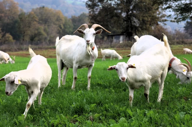 Kocaeli'de süt otu desteği meraları yeşertti