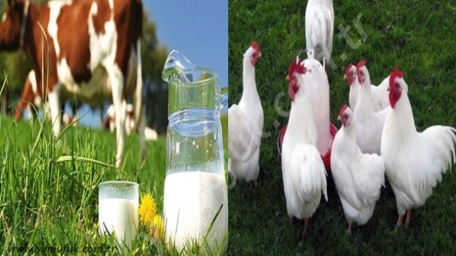 Tavuk eti üretimi azaldı,süt üretimi arttı