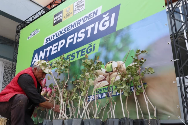 Konya'da antep fıstığı yaygınlaşıyor