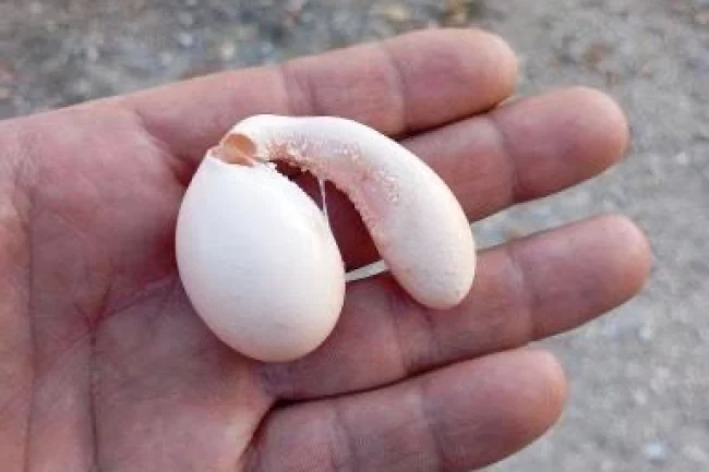 Adıyaman'da tavuğun yumurtası şaşırttı!