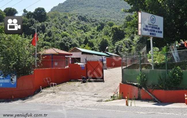 Sokak hayvanlarına çağdaş koruma