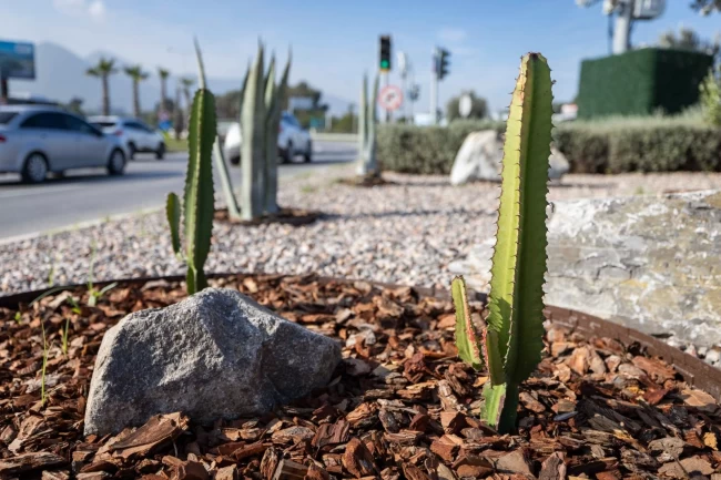 İzmir'in çehresi su tasarruflu bitkilerle güzelleşiyor