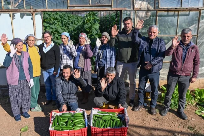 Mersin Aydıncık'ta üreticiler ilk hasadı yaptı