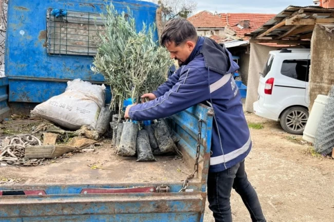 Eskişehir Büyükşehir'den üreticiye zeytin fidanı desteği