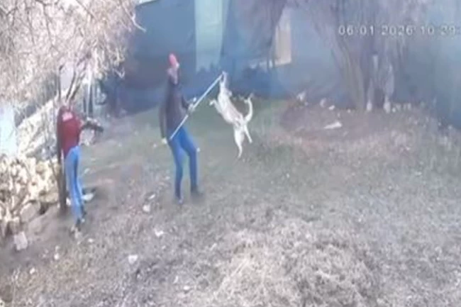 Elmalı'da köpek götürülme görüntüleri tepki çekti